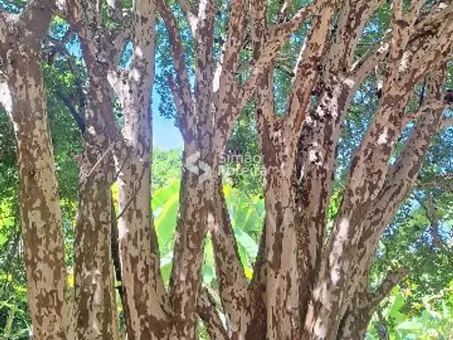 Sítio com 55000m² 5 quartos e 1 banheiro, à venda, no bairro Reino em Paraíba do Sul
