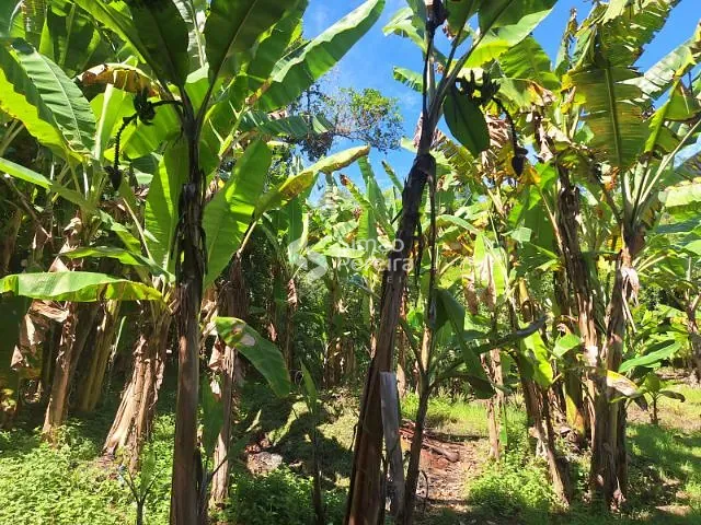 Sítio com 55000m² 5 quartos e 1 banheiro, à venda, no bairro Reino em Paraíba do Sul