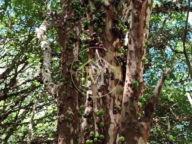 Sítio com 102000m², à venda, no bairro Fazenda São Marcos em Bofete
