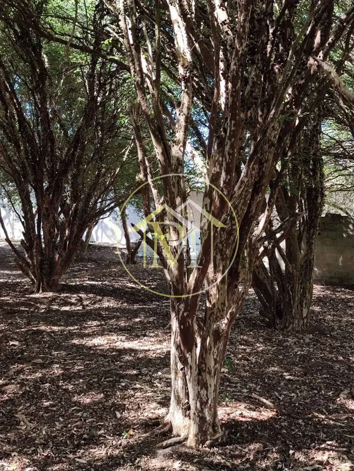 Fazenda, 10 hectares - Foto 4