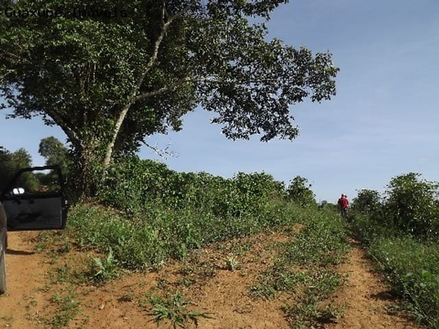 Foto do Sítio - Sitio entre Juruaia e Nova Rezende,(fica aproximadamente a 12 km de juruaia) com 2 Alqueires, possui 3.000 pés de café e 500 pés de eucaliptos plantados. Com espaço para construção de casa e terreirão. | Guaxupé Imóveis Ltda