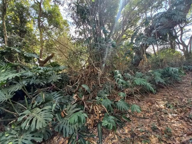 Foto do Sítio - Sítio à venda, 100000 m² por R$ 7.500.000,00 - Fundão - Holambra/SP | MARIANA FURIO DE WIT CORRETORA DE SEGUROS E IMOVEIS LTDA