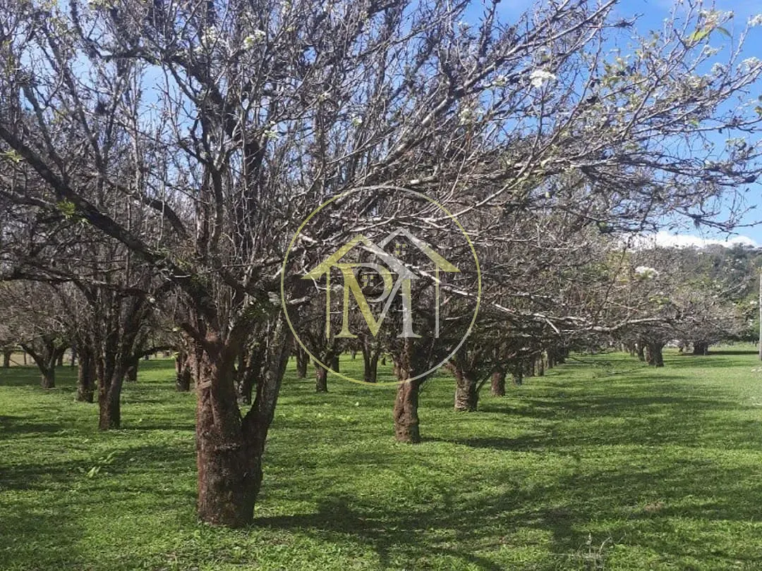 Sítio, 4 quartos, 31 hectares - Foto 13