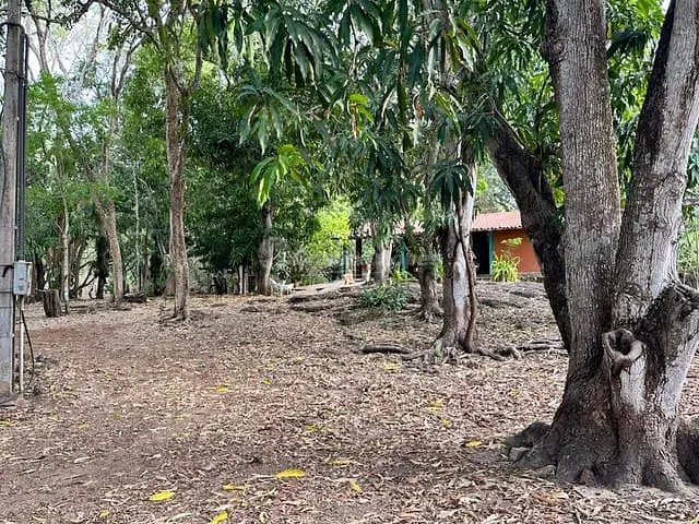 Sítio com 60000m² 4 quartos e 1 banheiro, à venda, no bairro Área Rural em Teresina