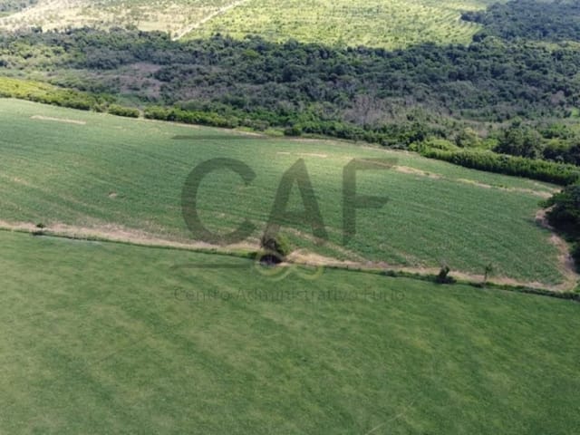 Foto do Sítio - Sítio à venda, 20000 m² por R$ 700.000 - Palmeirinha - Holambra/SP | MARIANA FURIO DE WIT CORRETORA DE SEGUROS E IMOVEIS LTDA