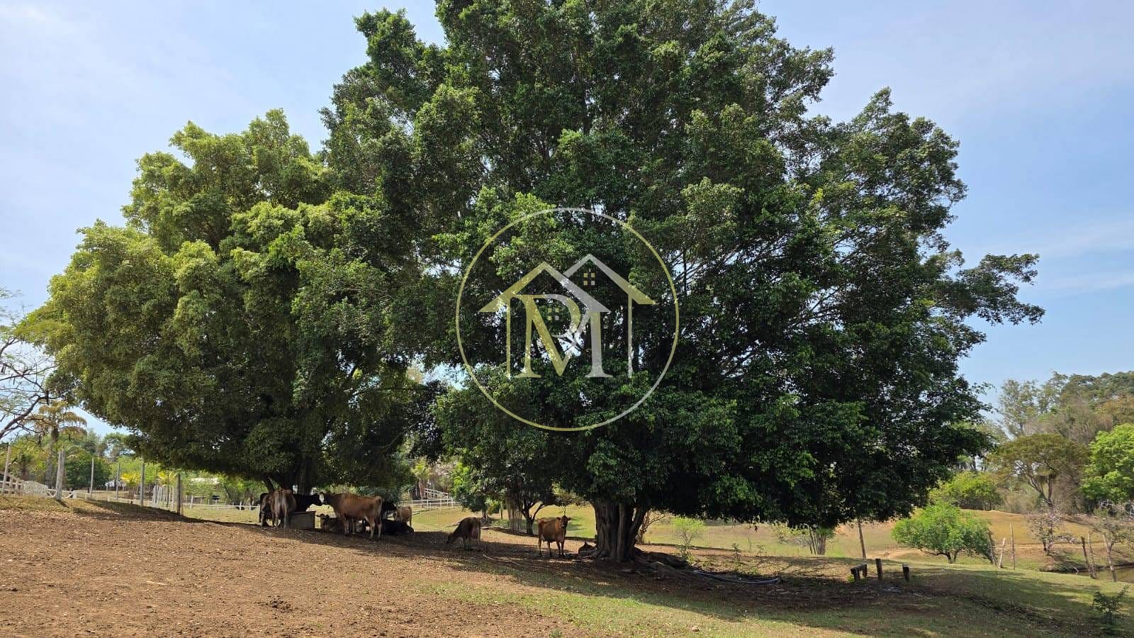 Sítio, 5 quartos, 7 hectares - Foto 2