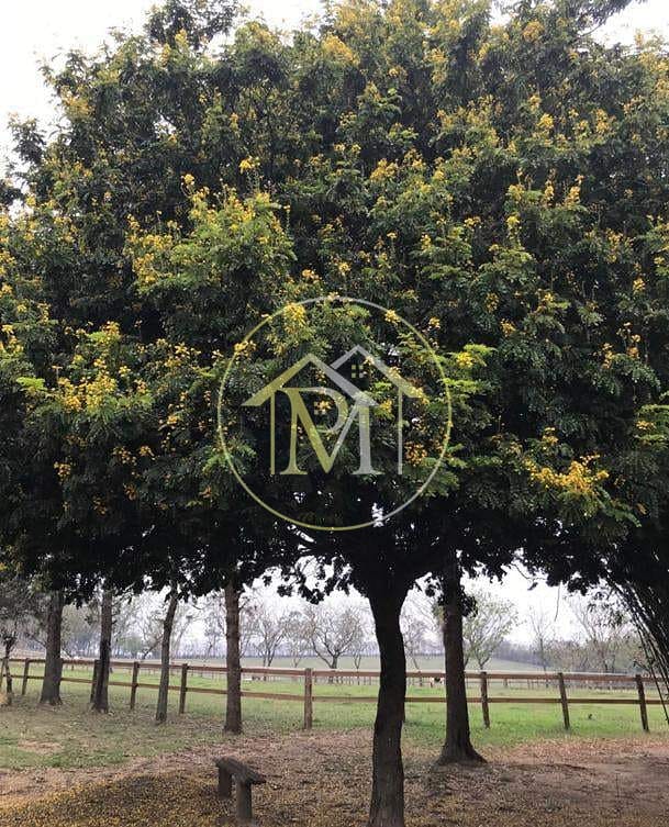 Sítio, 8 quartos, 25 hectares - Foto 49