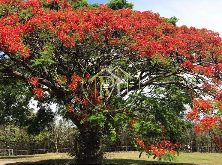 Sítio, 8 quartos, 25 hectares - Foto 63