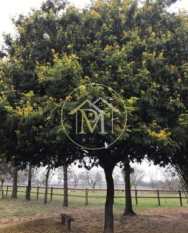 Sítio, 8 quartos, 25 hectares - Foto 49