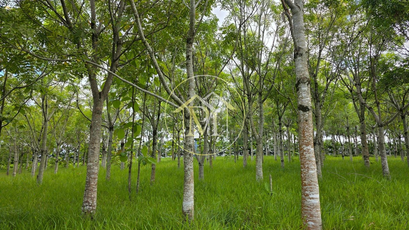 Fazenda, 13 hectares - Foto 21