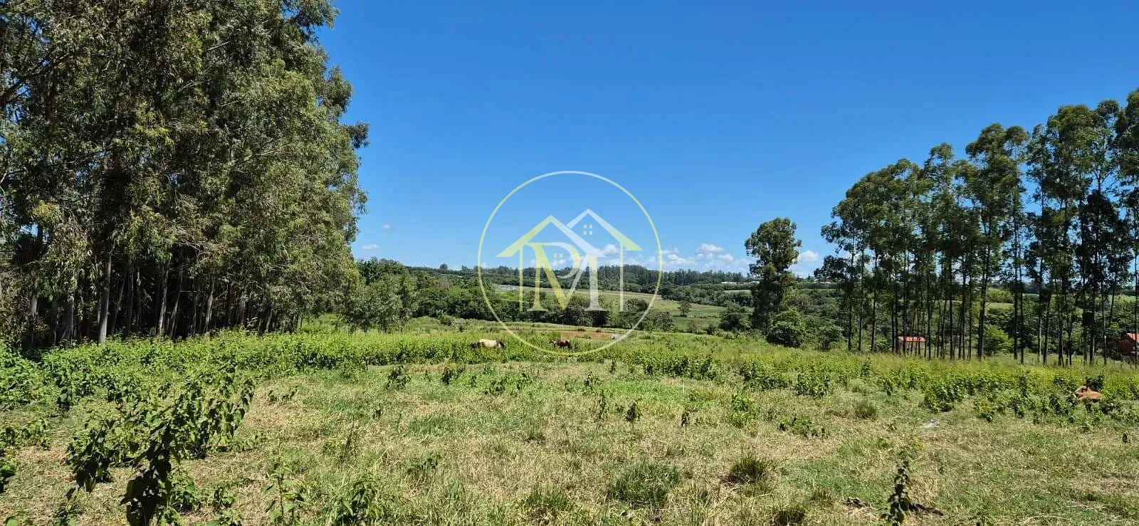 Sítio, 4 quartos, 2 hectares - Foto 18