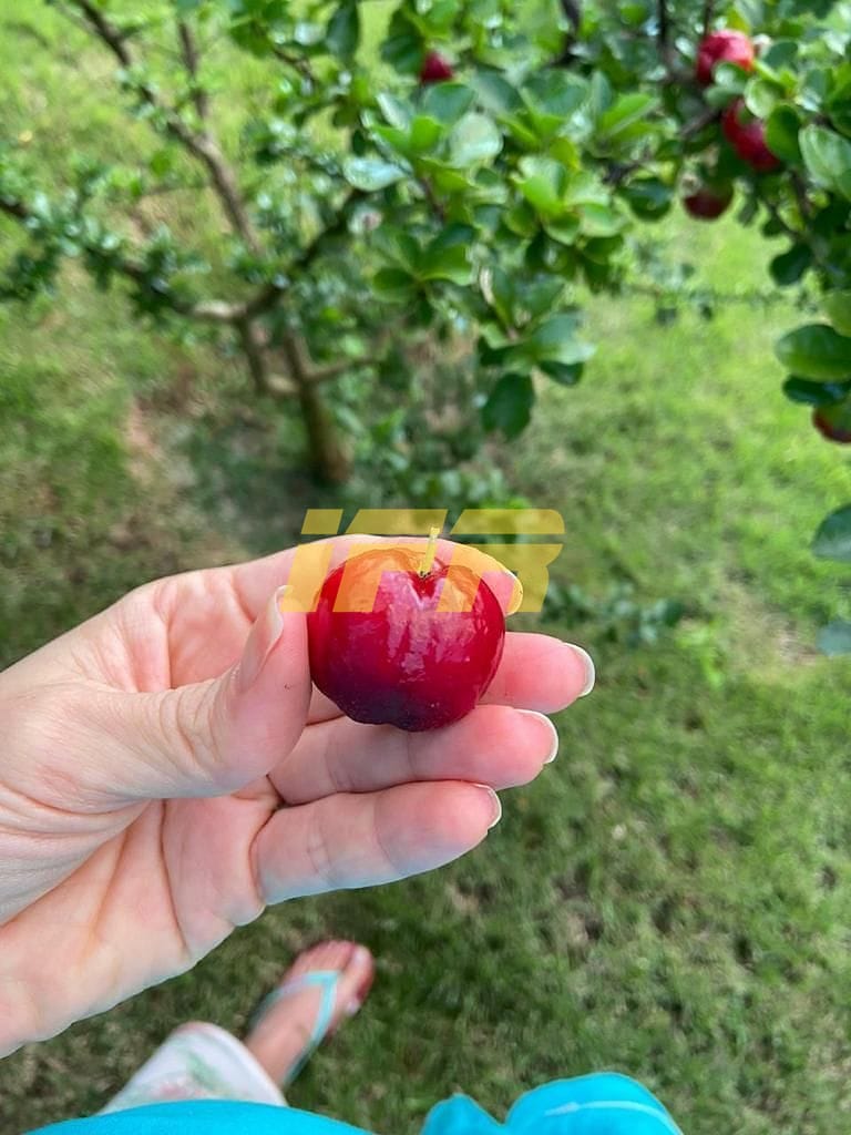 Sobrado, 4 quartos, 400 m² - Foto 14