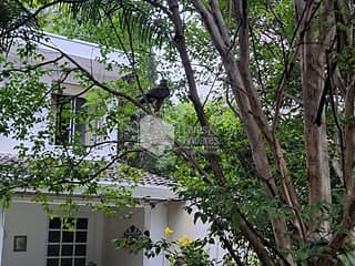 Foto do Sobrado-Sobrado para venda e locação em Jardim Luzitânia com 4 quartos, sendo 2 suítes, 322m²