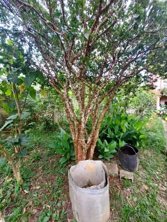 Sobrado, 5 quartos, 460 m² - Foto 39