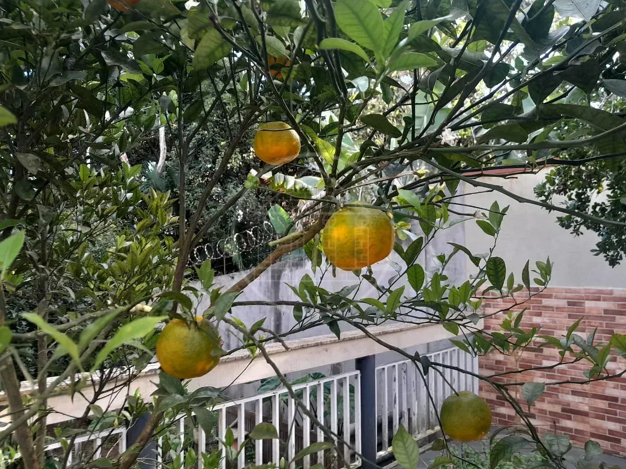 Sobrado, 3 quartos, 440 m² - Foto 7
