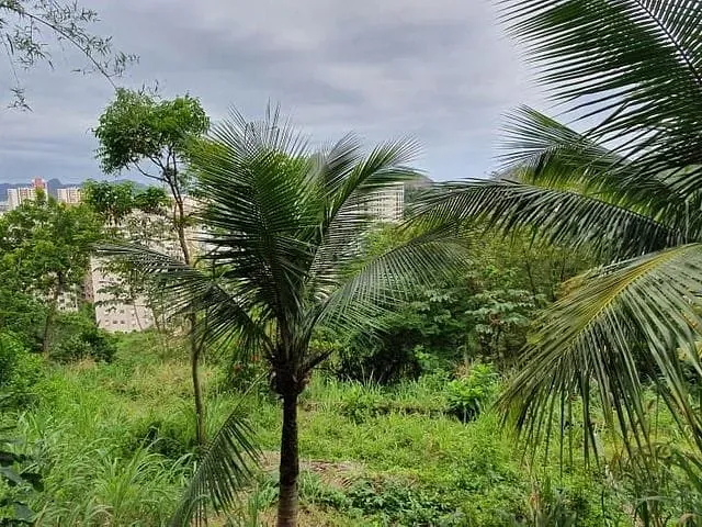 Terreno com 8000m², à venda, no bairro Laranjeiras em Rio de Janeiro