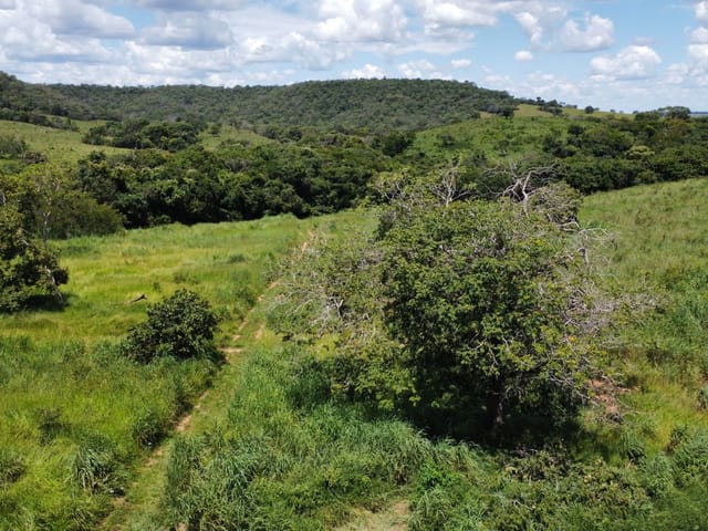 Foto do Terreno - Terreno à venda 20000M², Zona Rural, Piracanjuba - GO | Lopes e Pinheiro Imóveis