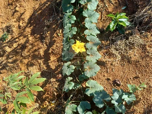 Terreno com 455m², à venda, no bairro Igrejinha em Juiz de Fora