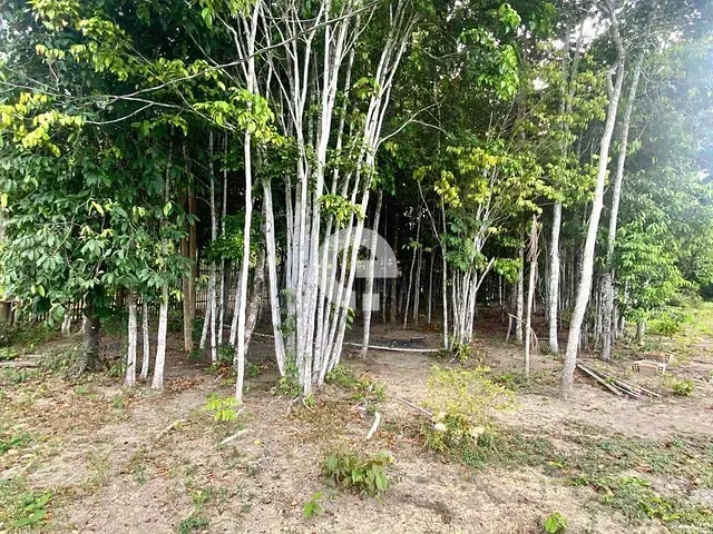 Terreno com 6000m², à venda, no bairro Cipoal em Belterra