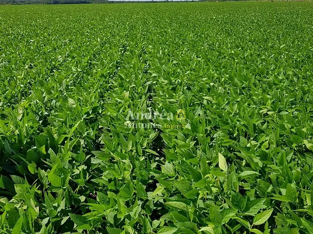 Fazenda com 4000m² 4 quartos e 3 banheiros, à venda, no bairro ALTO BOA VISTA em Porto Alegre do Norte