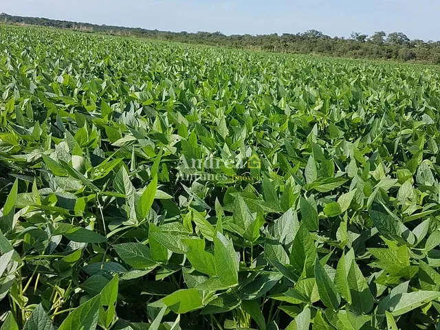 Fazenda com 4000m² 4 quartos e 3 banheiros, à venda, no bairro ALTO BOA VISTA em Porto Alegre do Norte