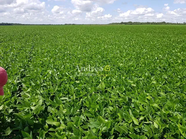 Fazenda com 4000m² 4 quartos e 3 banheiros, à venda, no bairro ALTO BOA VISTA em Porto Alegre do Norte