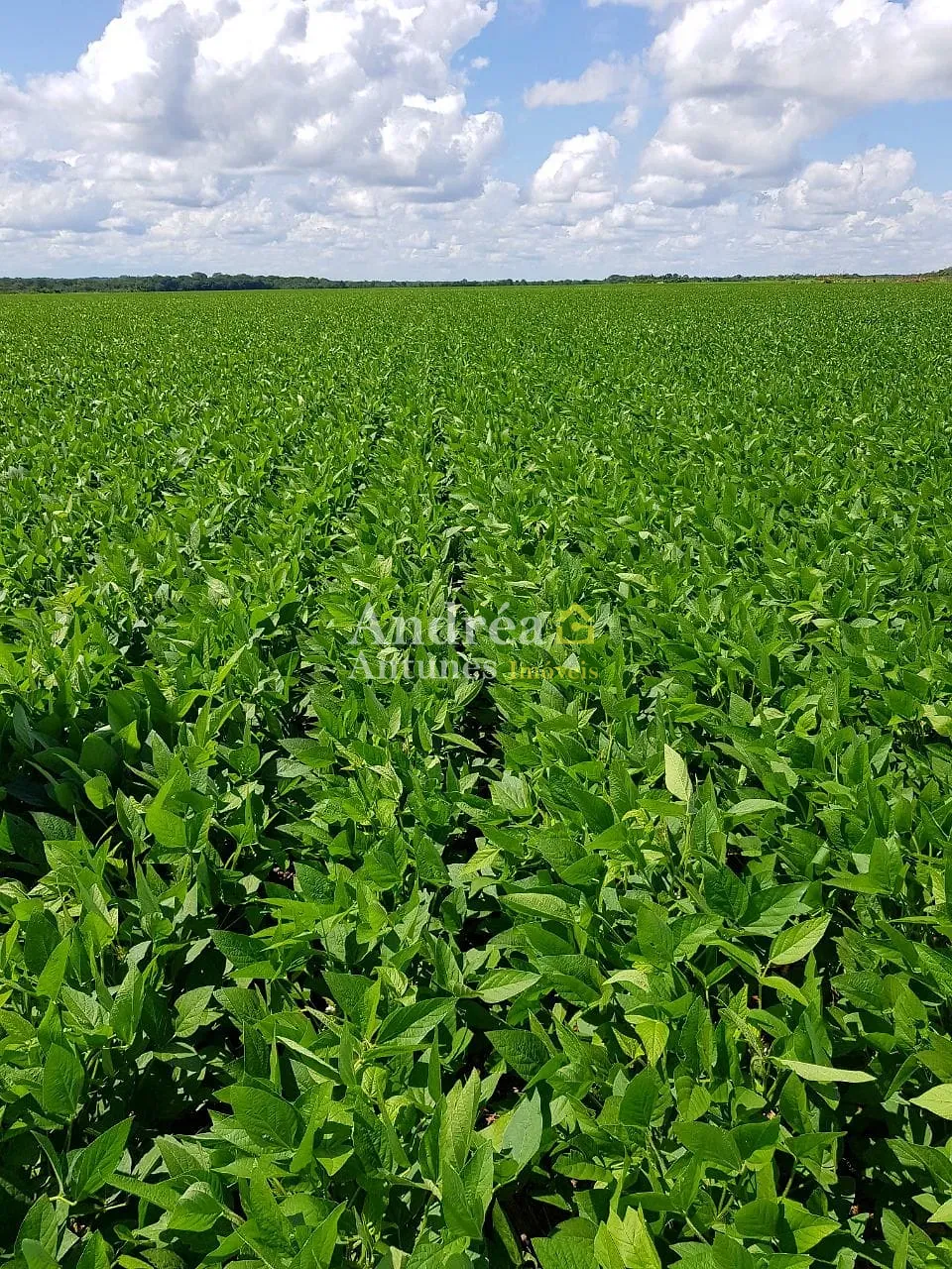 Fazenda, 4000 m² - Foto 2
