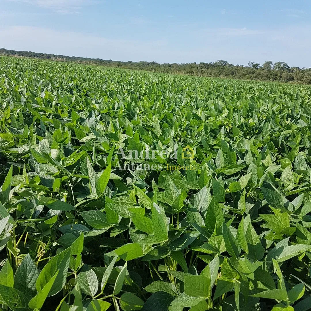 Fazenda, 4000 m² - Foto 3