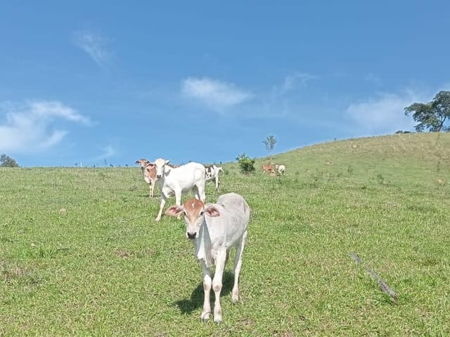 Terreno com 42910m², à venda, no bairro Jaguari de Baixo em Caçapava
