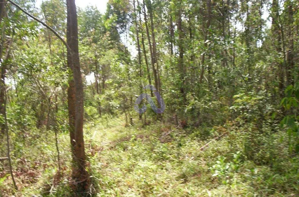 Terreno, 30 hectares - Foto 15