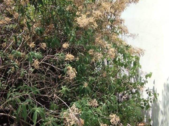 Terreno com 316m², à venda, no bairro Parque das Nações em Santo André