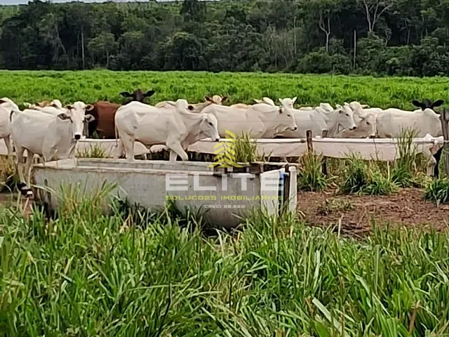 Sítio à venda, no bairro Piratininga em Nova Ubiratã
