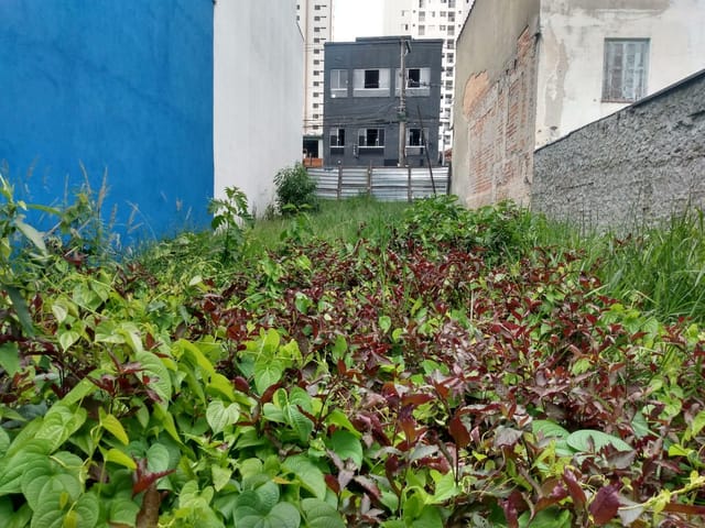 Terreno com 247m², à venda, no bairro Santo Antônio em São Caetano do Sul