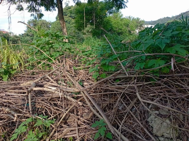 Foto do Terreno - Terreno à Venda, Laranjeiras, Caieiras, SP | Cruz Negócios Imobiliários