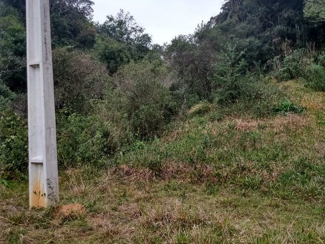 Terreno com 15000m², à venda, no bairro Terceira Linha em Águas Mornas