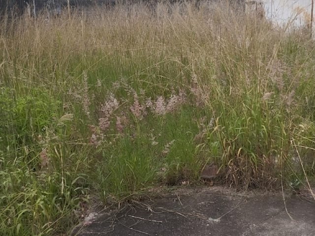 Terreno com 250m², à venda, no bairro Parque Erasmo Assunção em Santo André