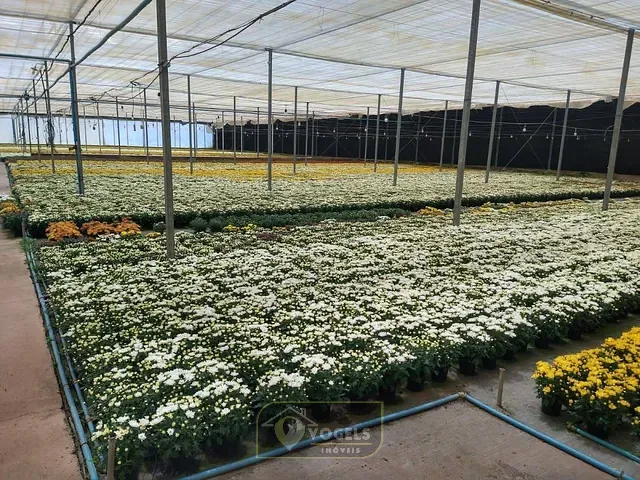 Terreno com 70000m², à venda, no bairro Palmeirinha em Holambra