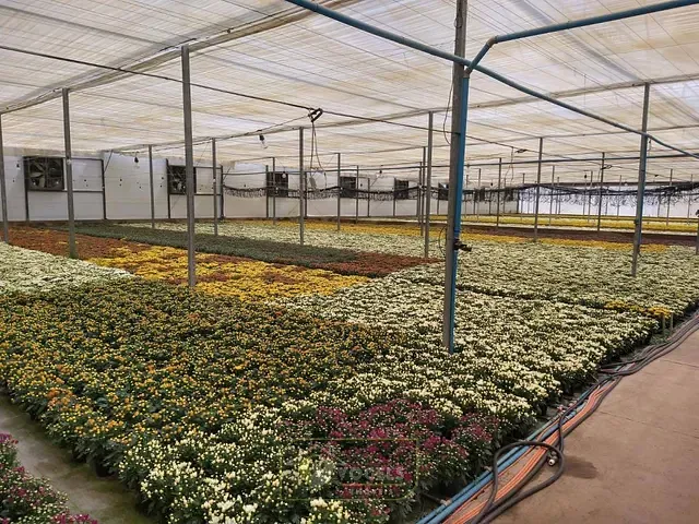 Terreno com 70000m², à venda, no bairro Palmeirinha em Holambra