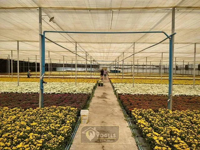 Terreno com 70000m², à venda, no bairro Palmeirinha em Holambra