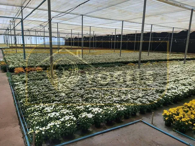 Terreno com 70000m², à venda, no bairro Palmeirinha em Holambra