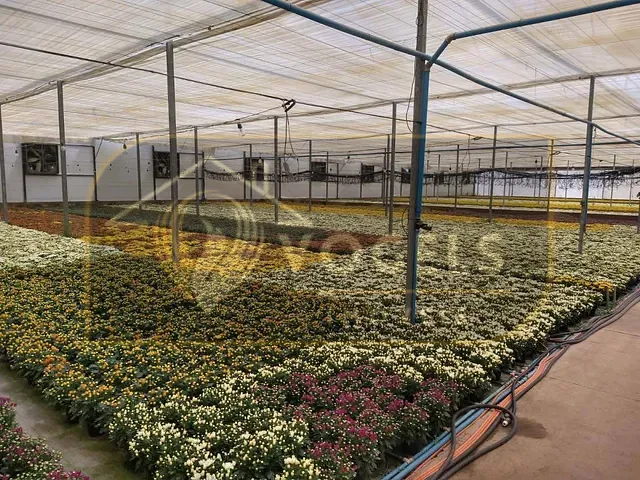 Terreno com 70000m², à venda, no bairro Palmeirinha em Holambra