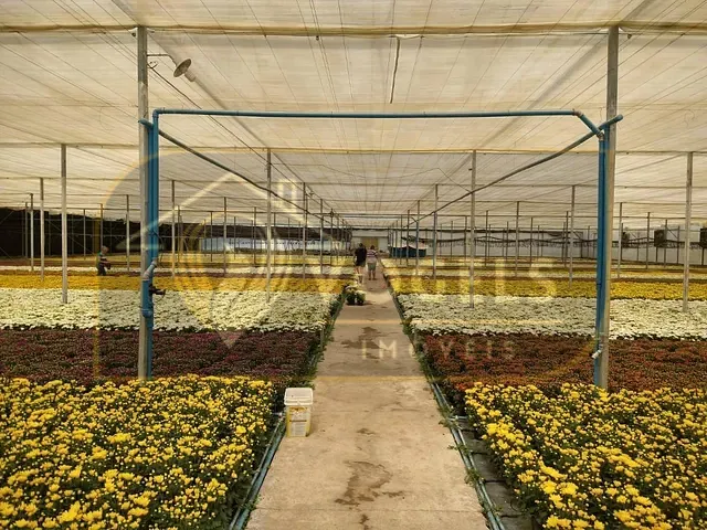 Terreno com 70000m², à venda, no bairro Palmeirinha em Holambra