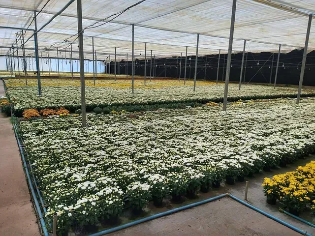 Terreno com 70000m², à venda, no bairro Palmeirinha em Holambra