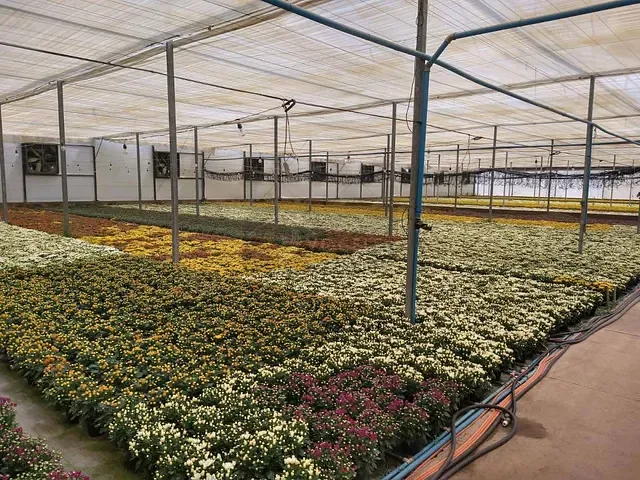 Terreno com 70000m², à venda, no bairro Palmeirinha em Holambra