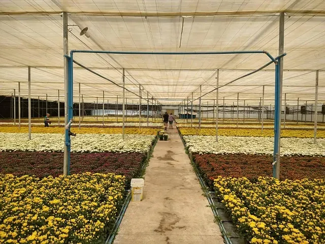 Terreno com 70000m², à venda, no bairro Palmeirinha em Holambra