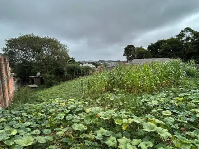 Terreno à venda, no bairro Roseira de São Sebastião em São José Dos Pinhais