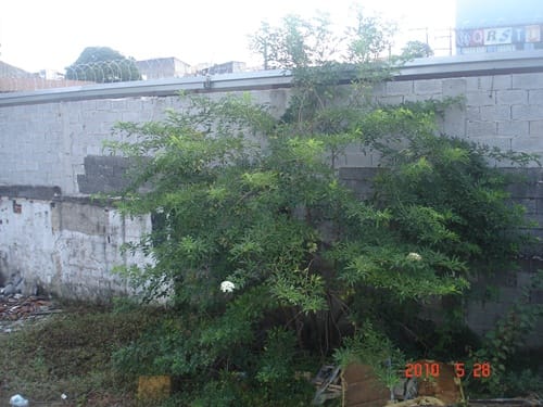 Terreno à venda Vila Homero Thon, Santo André - SP