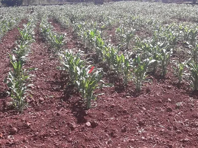 Terreno com 2044m², à venda, no bairro Km 9 Sete Ilhas em Sertanópolis