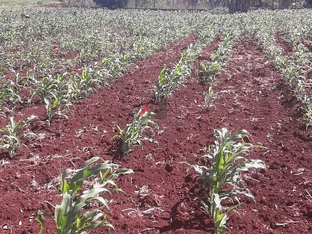 Terreno com 2044m², à venda, no bairro Km 9 Sete Ilhas em Sertanópolis