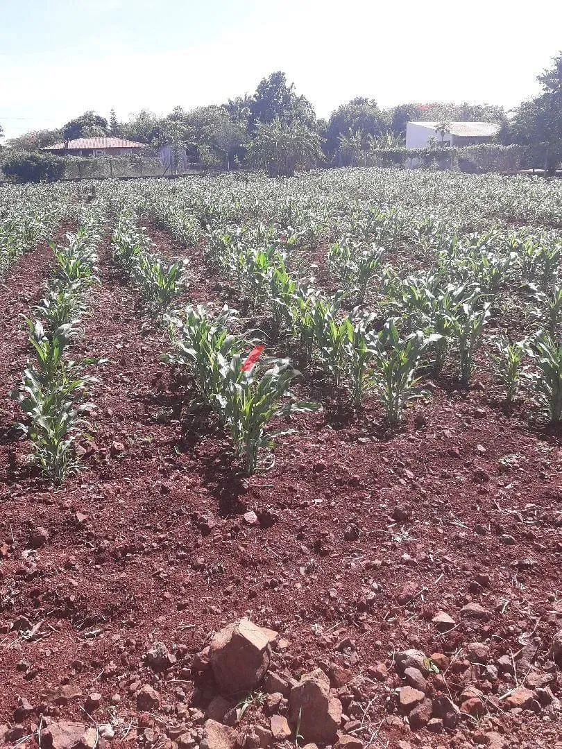 Terreno, 2044 m² - Foto 2